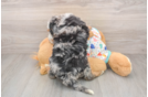 Happy Mini Bernedoodle Baby