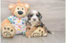 Fluffy Mini Bernedoodle Poodle Mix Pup