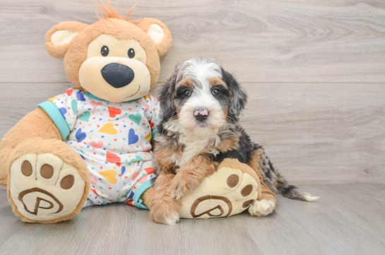 Fluffy Mini Bernedoodle Poodle Mix Pup