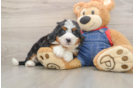 Best Mini Bernedoodle Baby