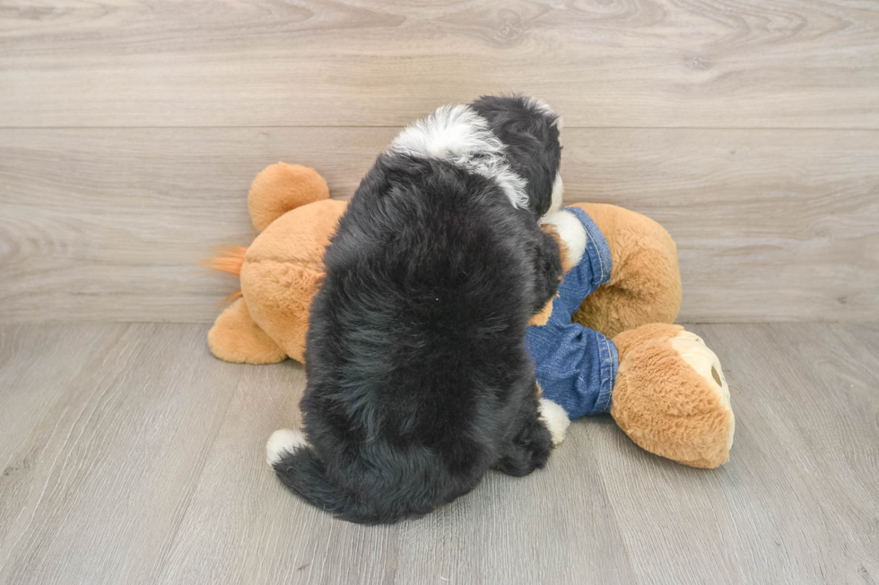 Mini Bernedoodle Puppy for Adoption