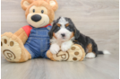 Popular Mini Bernedoodle Poodle Mix Pup
