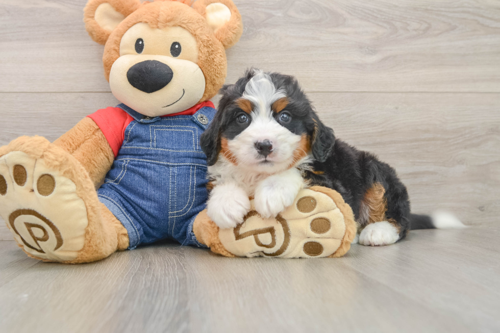 Popular Mini Bernedoodle Poodle Mix Pup
