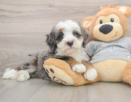 8 week old Mini Bernedoodle Puppy For Sale - Florida Fur Babies