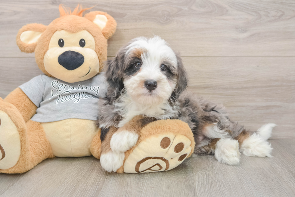 Fluffy Mini Bernedoodle Poodle Mix Pup