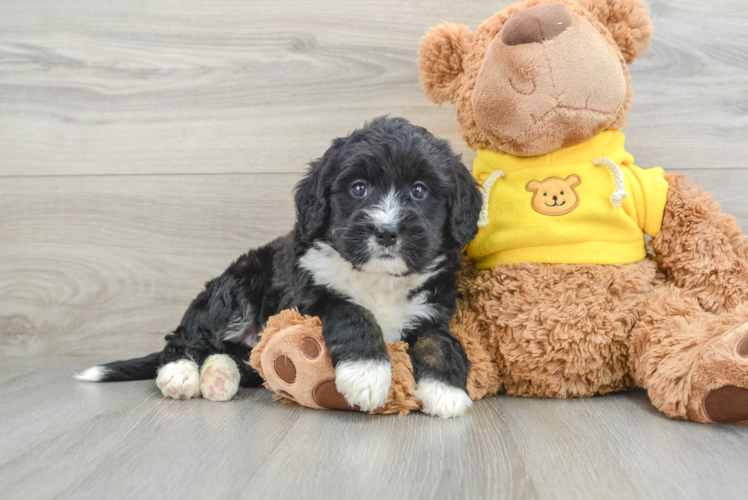 Best Mini Bernedoodle Baby