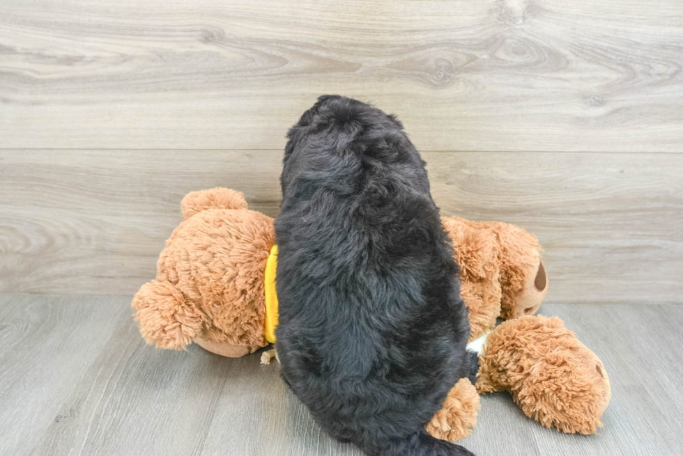 Energetic Mini Berniedoodle Poodle Mix Puppy