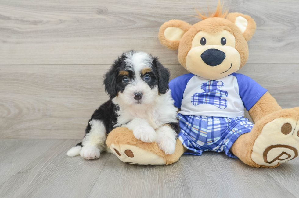 5 week old Mini Bernedoodle Puppy For Sale - Florida Fur Babies