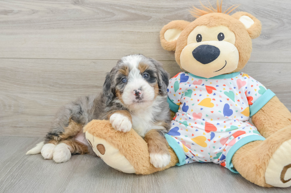 6 week old Mini Bernedoodle Puppy For Sale - Florida Fur Babies