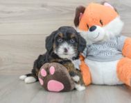 8 week old Mini Bernedoodle Puppy For Sale - Florida Fur Babies