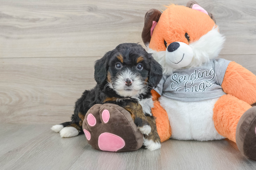 6 week old Mini Bernedoodle Puppy For Sale - Florida Fur Babies