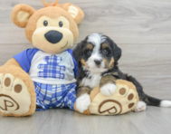 7 week old Mini Bernedoodle Puppy For Sale - Florida Fur Babies