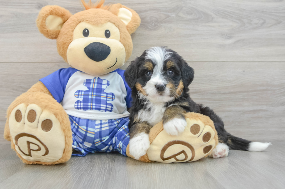 5 week old Mini Bernedoodle Puppy For Sale - Florida Fur Babies