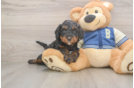 Mini Bernedoodle Puppy for Adoption