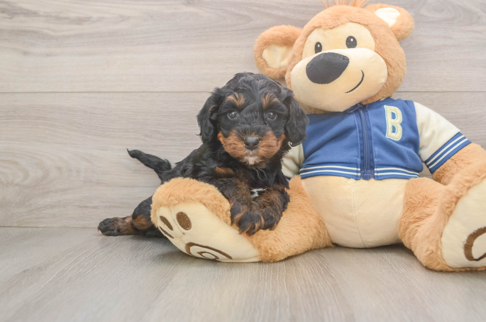 5 week old Mini Bernedoodle Puppy For Sale - Florida Fur Babies