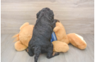 Best Mini Bernedoodle Baby