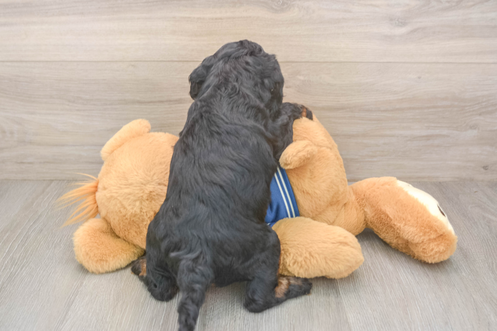 Best Mini Bernedoodle Baby