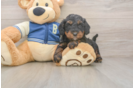 Best Mini Bernedoodle Baby