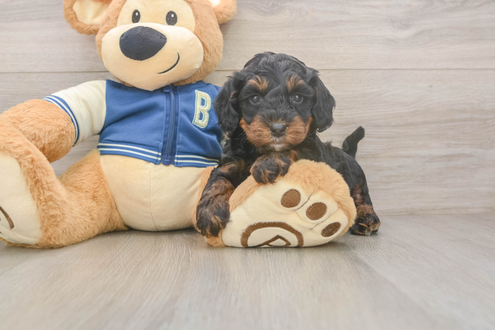 Best Mini Bernedoodle Baby