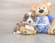 5 week old Mini Bernedoodle Puppy For Sale - Florida Fur Babies
