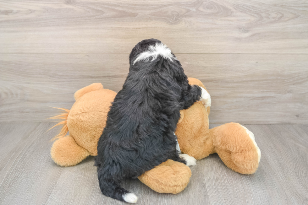 Little Mini Bernese Poodle Poodle Mix Puppy