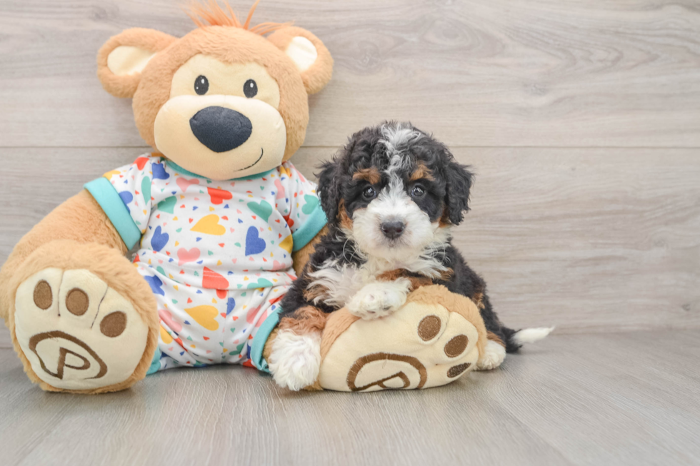 Mini Bernedoodle Pup Being Cute