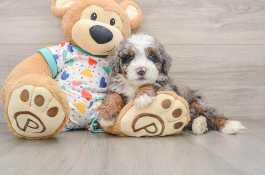 Playful Bernese Doodle Poodle Mix Puppy