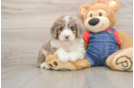 Best Mini Bernedoodle Baby