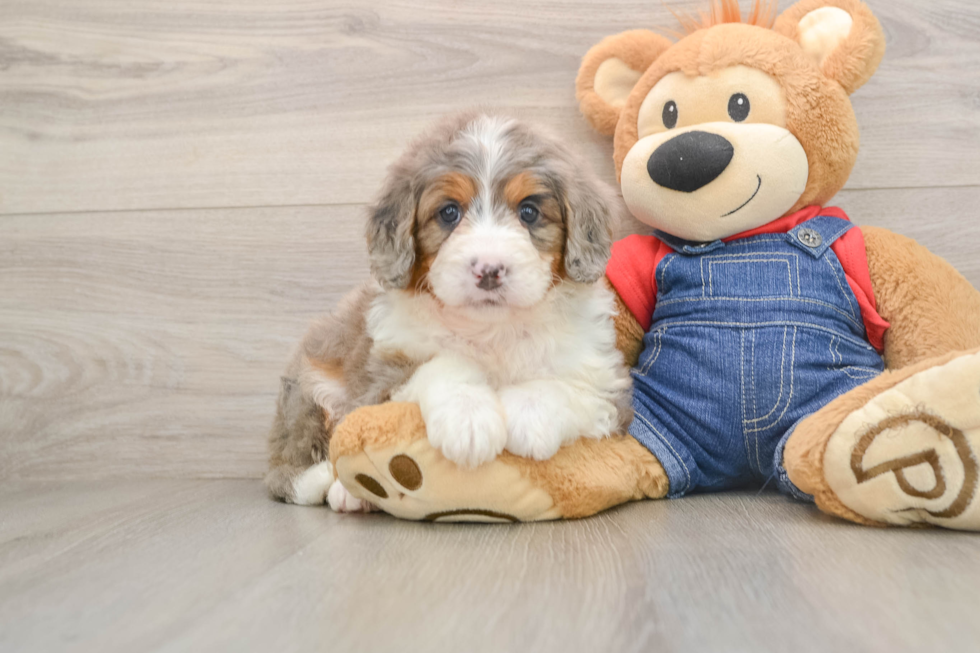 Best Mini Bernedoodle Baby