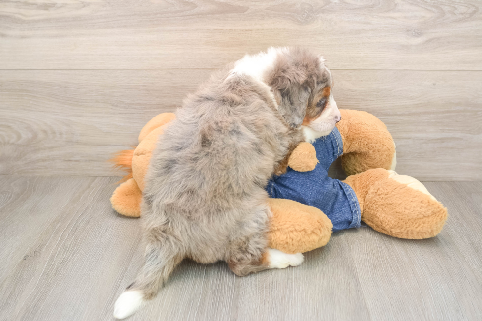 Energetic Mini Bernese Poodle Poodle Mix Puppy