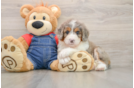 Playful Bernese Doodle Poodle Mix Puppy