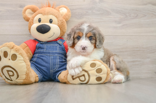 Playful Bernese Doodle Poodle Mix Puppy