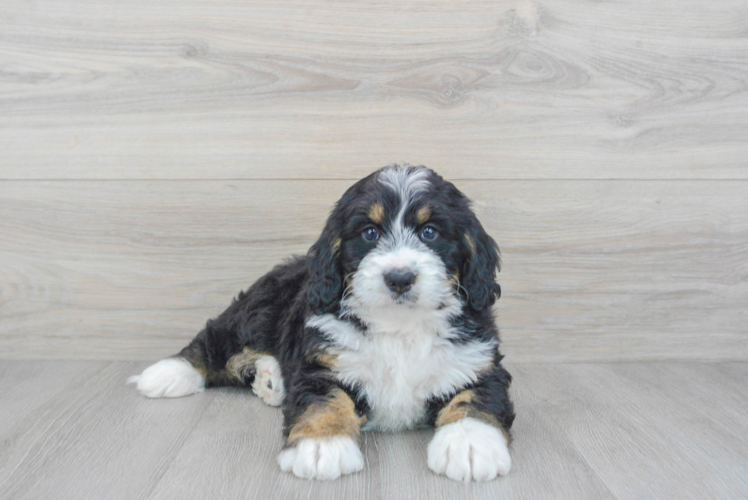 Mini Bernedoodle Puppy for Adoption