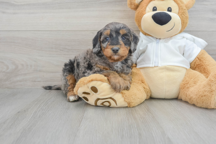 Friendly Mini Bernedoodle Baby