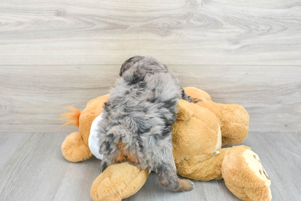 Cute Mini Bernedoodle Baby