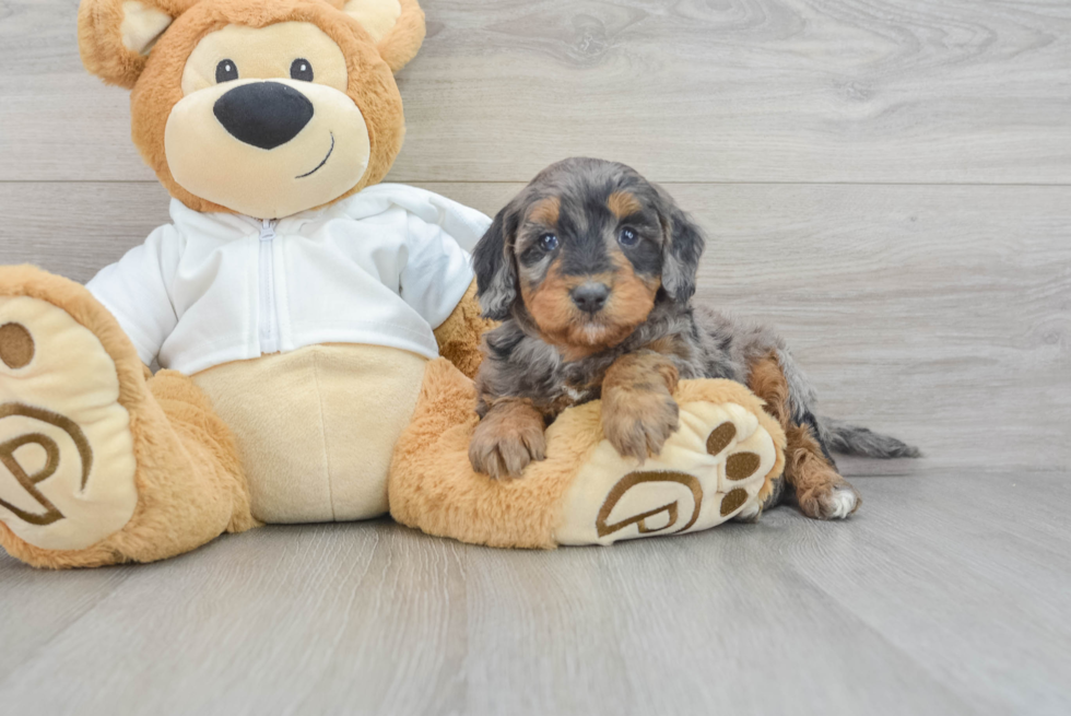 Mini Bernedoodle Puppy for Adoption