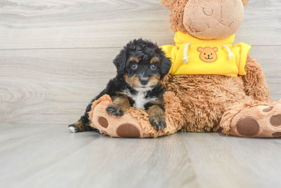 Best Mini Bernedoodle Baby