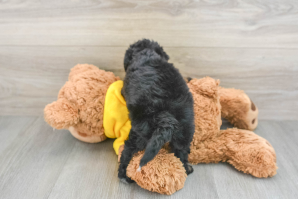 Small Mini Bernedoodle Baby