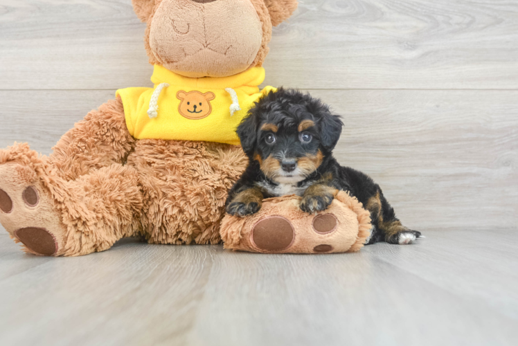 Mini Bernedoodle Pup Being Cute