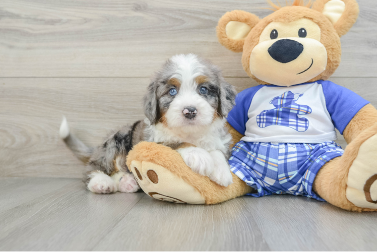 Mini Bernedoodle Puppy for Adoption