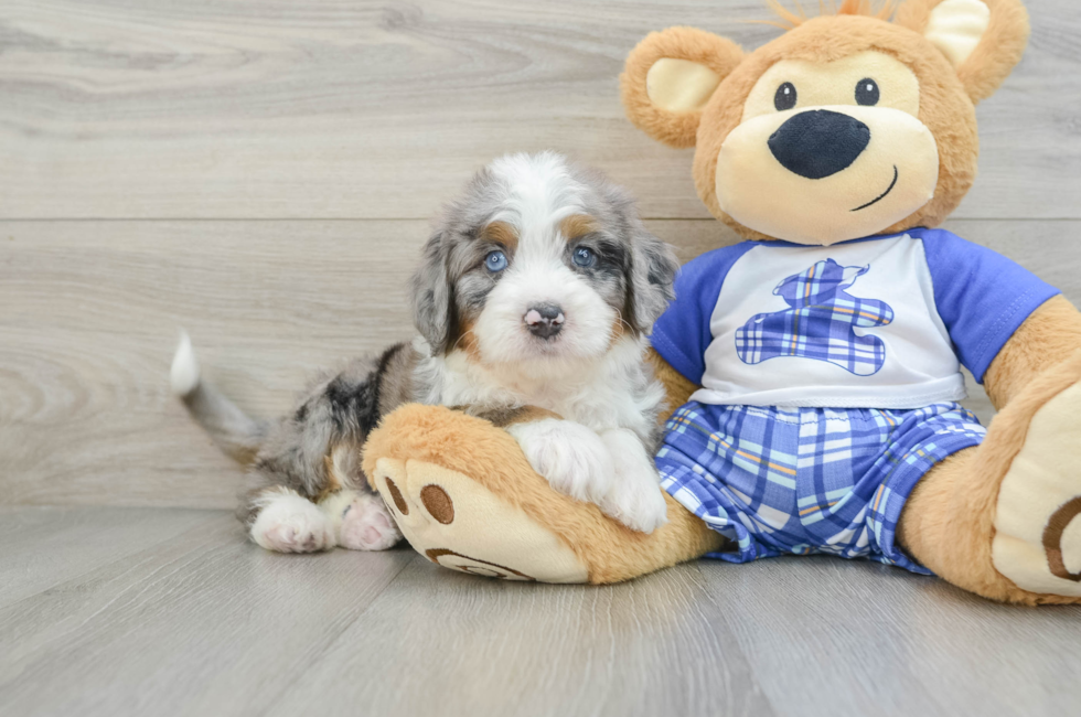 5 week old Mini Bernedoodle Puppy For Sale - Florida Fur Babies