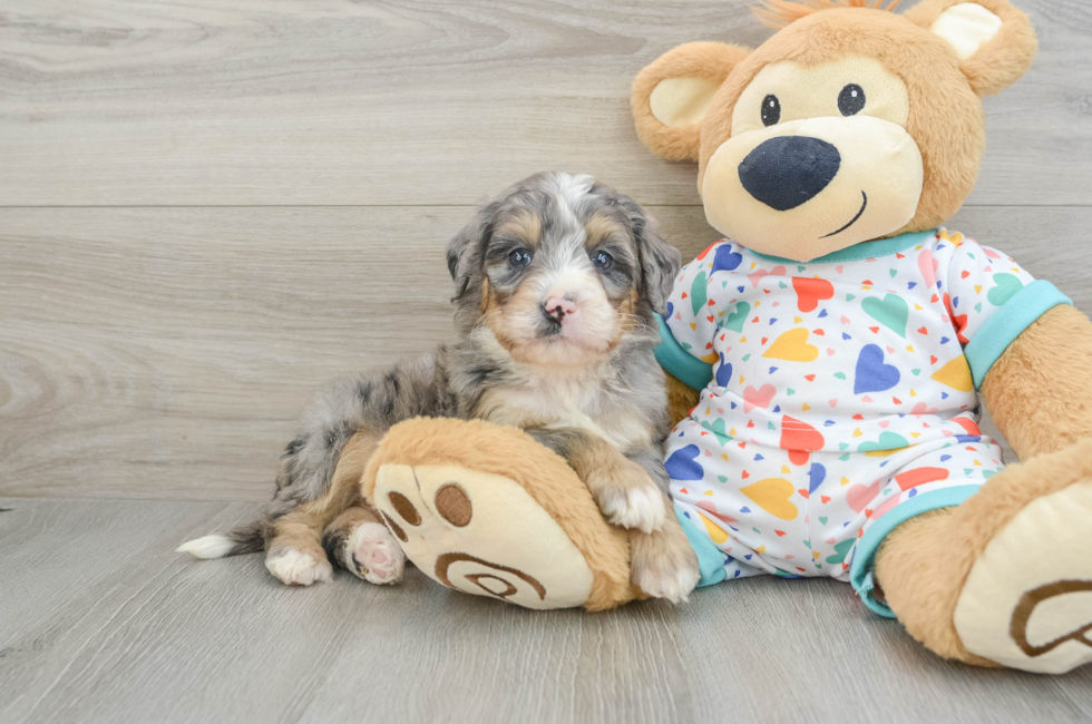 6 week old Mini Bernedoodle Puppy For Sale - Florida Fur Babies