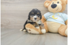 Mini Bernedoodle Pup Being Cute