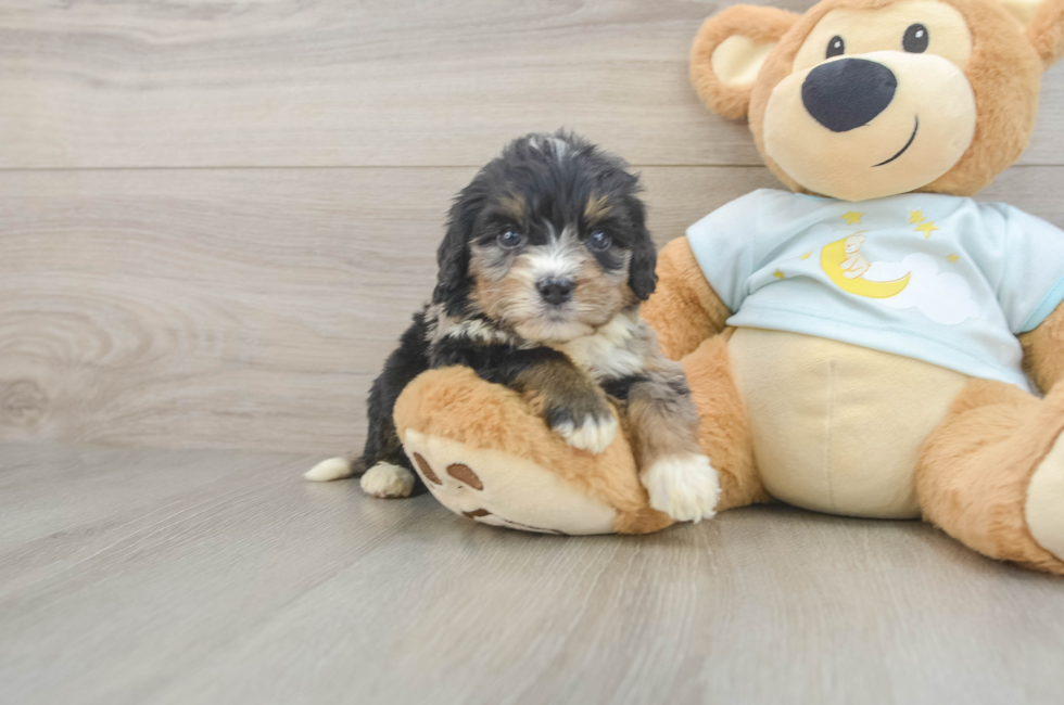 5 week old Mini Bernedoodle Puppy For Sale - Florida Fur Babies