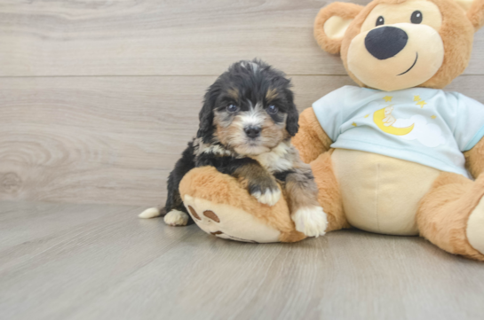 Mini Bernedoodle Pup Being Cute