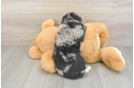 Mini Bernedoodle Puppy for Adoption