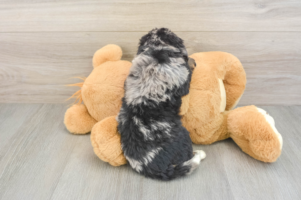 Mini Bernedoodle Puppy for Adoption
