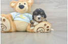 Best Mini Bernedoodle Baby