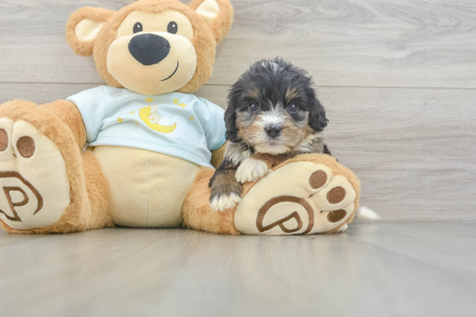 Best Mini Bernedoodle Baby