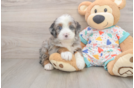 Small Mini Bernedoodle Baby